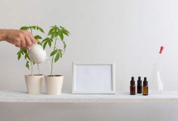 A person waters two cannabis plants that sit on a tidy shelf.