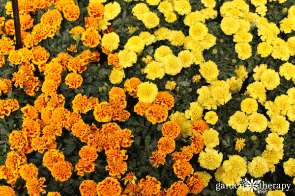 Planter des fleurs qui découragent les insectes nuisibles