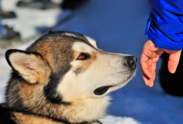 Dog sniffing person's hand.