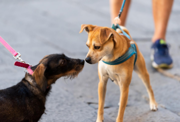 L’assurance habitation couvre-t-elle les morsures de chien?